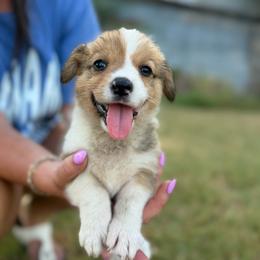 Kitty - Sable female Pembroke Welsh Corgi puppy in Ledbetter, Texas from Texas Pembroke Corgis