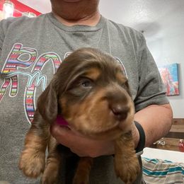 Red Collar - Dachshund