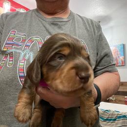Red Collar - Dachshund