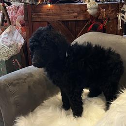Aqua - Sale Pending - Black female Poodle puppy in Hamilton, Ohio from Grandview Farm