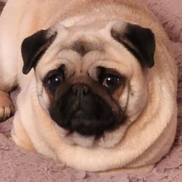 Kenzie  - Pug