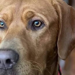 Labrador Retrievers from Big Water Dreams Retrievers