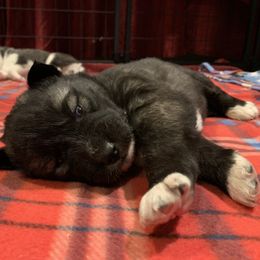 Siberian Husky Puppies from Myths and Legends Siberian Huskies