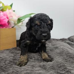 Cosmos - Phantom male Bernedoodle puppy in Granton, Wisconsin from Rose River Farms