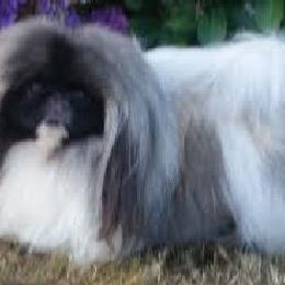 LACY - Pekingese