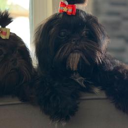 Pink - Black gold and white female Shih Tzu puppy in Needville, Texas from Precious Moments Shih Tzu