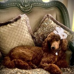 Poodle Puppies from Prissy Pants Poodles LLC
