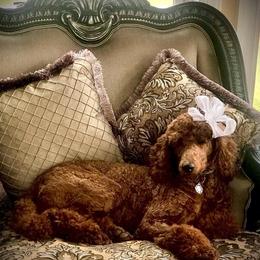 Poodle Puppies from Prissy Pants Poodles LLC