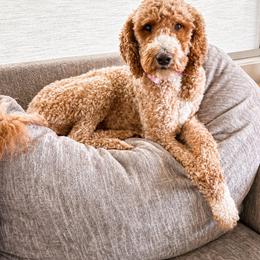 Jersey - Goldendoodle