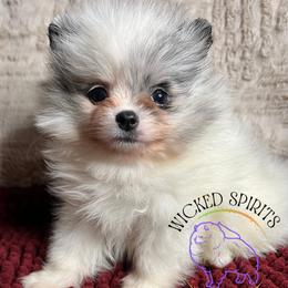 AKC SOJI - Blue merle female Pomeranian puppy in Watkins Glen, New York from Wicked Spirits Pomeranians