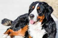 A Bernese perks their ears for the camera 