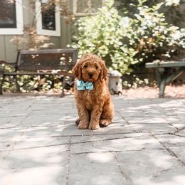 Onyx - Apricot male Goldendoodle puppy in Shingle Springs, California from Kindred Oak Goldendoodles