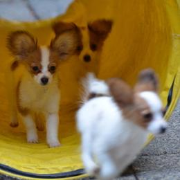 Papillon Puppies from Playful Papillon's