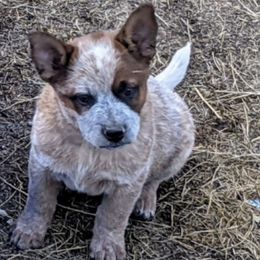 Australian Cattle Dogs from Marsa Vincent's Australian Cattle Dogs