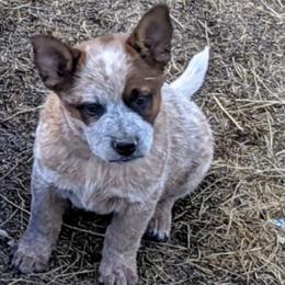 Australian Cattle Dogs from Marsa Vincent's Australian Cattle Dogs