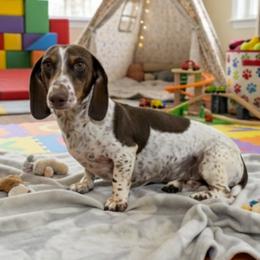 Snoopy - Dachshund
