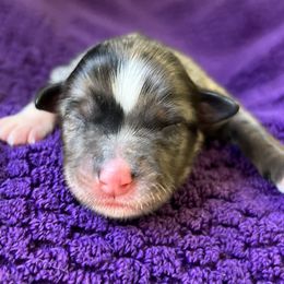 Girl 4 - Miniature Australian Shepherd puppy in Buchanan, Georgia from Stanleyville Farm Mini Aussies
