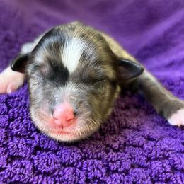 Girl 4 - Miniature Australian Shepherd puppy in Buchanan, Georgia from Stanleyville Farm Mini Aussies