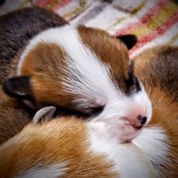 Pembroke Welsh Corgi Puppies from BLACK HILLS CORGIS