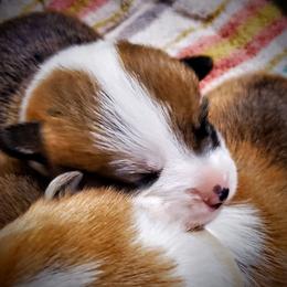 Pembroke Welsh Corgi Puppies from BLACK HILLS CORGIS