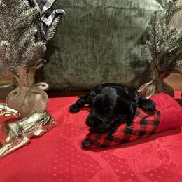 Boy 3 - Black male Cockapoo puppy in Mena, Arkansas from Ouachita River Cockapoos