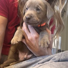 Silver Male- Orange - Silver male Dilute Retriever puppy in Marion, Illinois from Summer Lovin’ Labradors of Southern Illinois