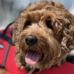 Australian Labradoodles from Spring Valley Australian Labradoodles