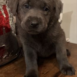 Charcoal Female- Light Purple - Charcoal female Dilute Retriever puppy in Marion, Illinois from Summer Lovin’ Labradors of Southern Illinois