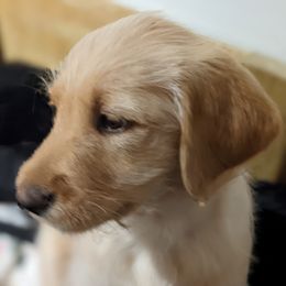 Labradoodle and Poodle Puppies from Caldron Falls Doodles and Poodles