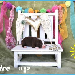 Blaire - Red tri female Miniature Australian Shepherd puppy in Madisonville, Texas from Flying LL Aussies