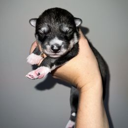 Siberian Husky Puppies from SoFlo Siberians