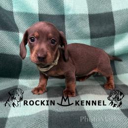Teal - Blue and tan female Dachshund puppy in George West, Texas from Rockin M Kennel