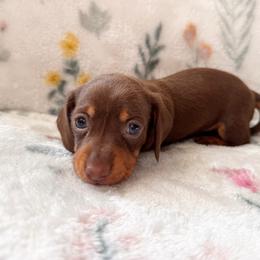 Java - Chocolate and tan female Dachshund puppy in Jacksonville, Florida from Florida Dippin’ Dachshunds & Aussiedoodles