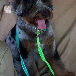Bernedoodle All Grown Up from Fife and Wife Ranch LLC