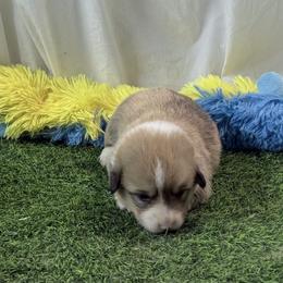Boy 3 - Red male Pembroke Welsh Corgi puppy in Moulton, Alabama from Reed's Pembroke Corgi Welsh