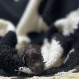 Abby - Brown female Poodle puppy in Wolf Creek, Oregon from Dejah Bleu Kennels