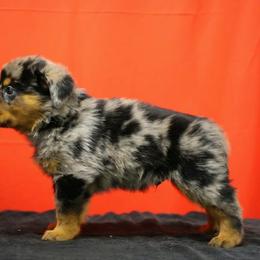 Brown - Harlequin male Beauceron puppy in Batavia, New York from Oakland Beaucerons