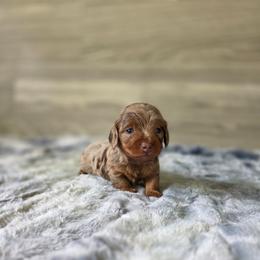 Velma - Dapple female Dachshund puppy in Indianapolis, Indiana from Homegrown Hoosier Kennels