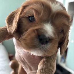 Grey Boy - Ruby Cavalier King Charles Spaniel puppy in University Place, Washington from Crosby's Cavaliers