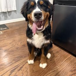 Bernese Mountain Dog Puppies from Jena's Blissful Bernese Mountain Dogs