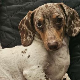 Daimon - Dachshund