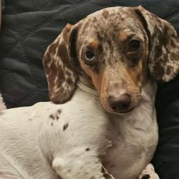Daimon - Dachshund