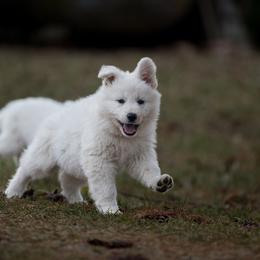 Orange boy - White male Berger Blanc Suisse puppy in Chestnut, Illinois from Fireside Fernweh