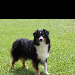 Tinslee - Australian Shepherd