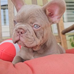 Choby - Liver male French Bulldog puppy in Madison, Alabama from Moss Frenchie's Home