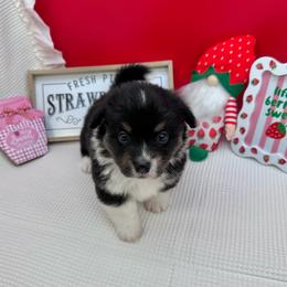 Fluffy- Briar - Black and white male American Corgi puppy in Waskom, Texas from Piney Woods Corgis