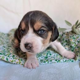 Sprout - Black tan and white male Beagle puppy in Colville, Washington from Rosehaven Homestead