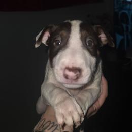 Thor - White and red male Bull Terrier puppy in Rowland Heights, California from Northeast Bull Terriers