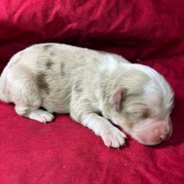 Mochi - Red merle female Miniature Australian Shepherd puppy in Alabama from SBA Aussies