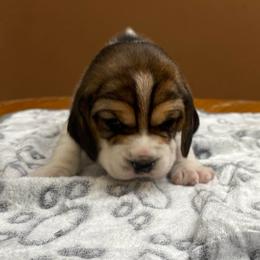 Merry - Black tan and white female Beagle puppy in St. Cloud, Minnesota from Beagle Blessings